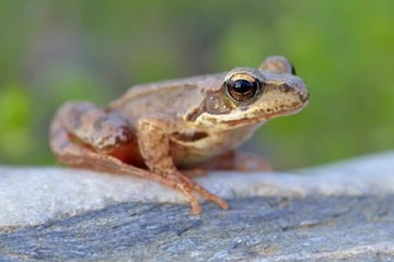 The Common Frog, Rana temporaria