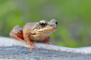 The Common Frog, Rana temporaria