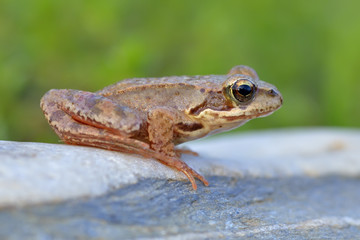 The Common Frog, Rana temporaria