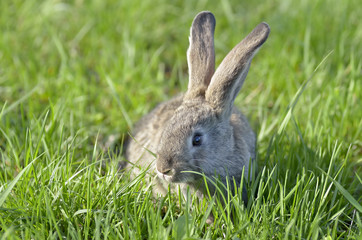 Naklejka na ściany i meble Bunny rabbit on green grass