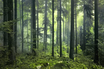 Fotobehang Herfst Mysterieus donker bos