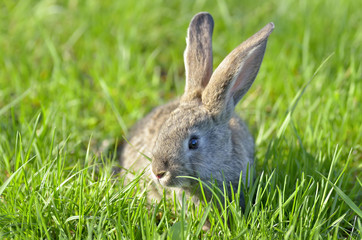 Young rabbit sit in a field
