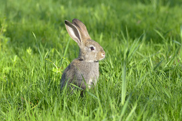 Young rabbit on field