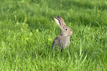 Young rabbit sit in a field