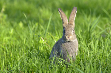 Funny baby rabbit in grass