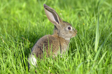 Young rabbit on field
