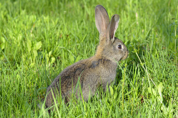 Young rabbit sit in a field