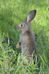 Young rabbit on field