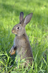 Funny baby rabbit in grass