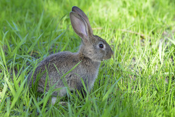 Young rabbit on field