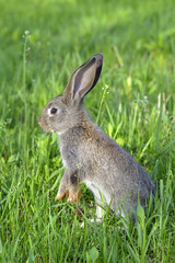 Funny baby rabbit in grass