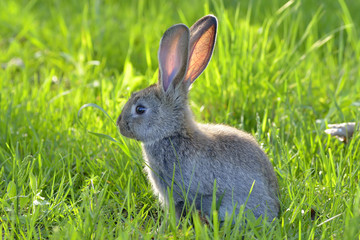 Fototapeta premium Funny baby rabbit in grass