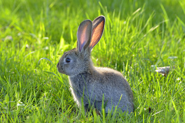 Bunny rabbit on green grass