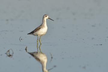 Green sandpiper in natural habitat ( Tringa ochropus)