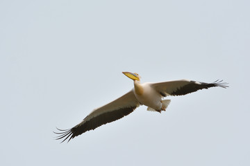 White Pelicans in natural habitat (pelecanus onocrotalus)