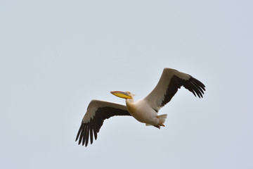 White Pelicans (pelecanus onocrotalus)
