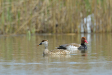 Red Crested pochard (Netta Rufina)