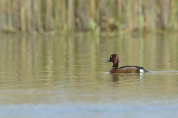 Ferruginous Duck - Aythya nyroca