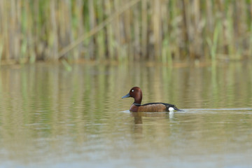 Ferruginous Duck - Aythya nyroca