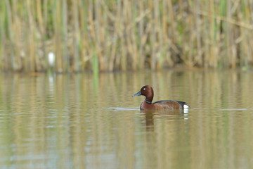 Ferruginous Duck (Aythya nyroca)