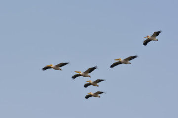 White Pelicans in natural habitat (pelecanus onocrotalus)