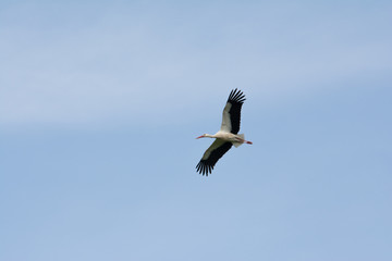 White stork, Salburua park, Vitoria (Spain)