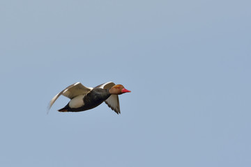 Red Crested pochard (Netta Rufina)