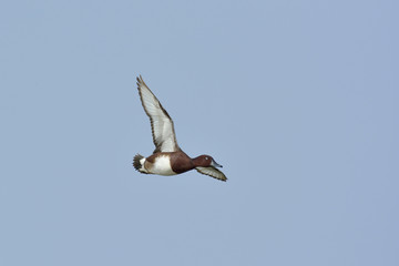 Ferruginous Duck - Aythya nyroca