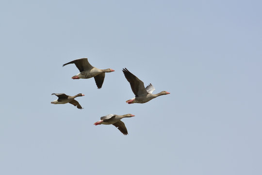 Greylag Goose flying - Anser anser