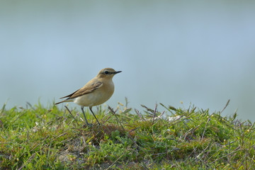 Northern Wheatear on the ground / Oenanthe oenanthe