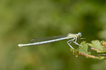 Dragonfly in the garden