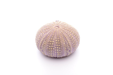Sea Hedgehogs on the white Background