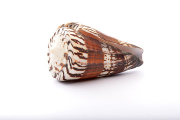 Weasel cone snail (Rhizoconus mustelinus)