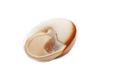 Shell isolated on white