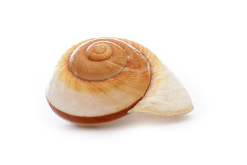 Sea shell, isolated on white background