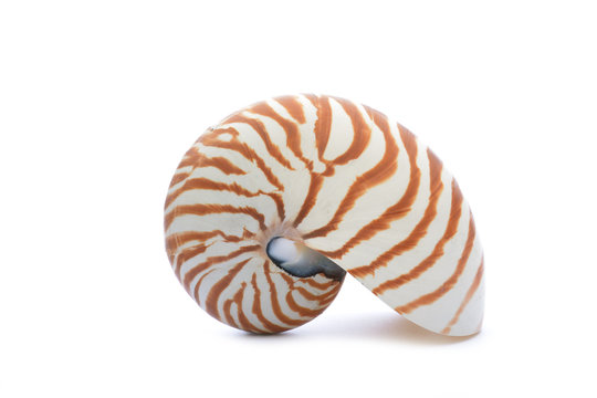 Nautillus shell on white background