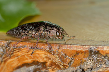 Bug in natural habitat (dicerca)