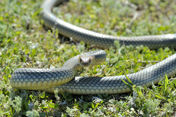 Snake in natural habitat (Dolichophis caspius)