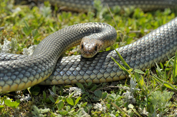 Snake in natural habitat (Dolichophis caspius)