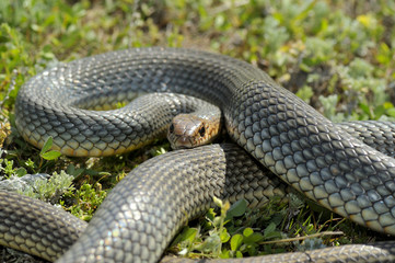 Snake in natural habitat (Dolichophis caspius)