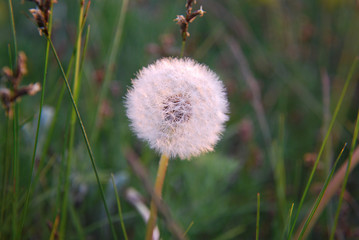 One dandelion on green background
