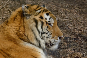 Bengal- or Asian tiger in sunny day