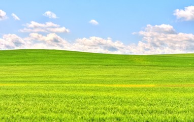 Obraz premium green grass field landscape under blue sky
