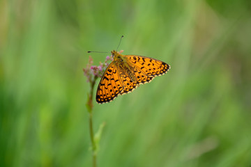 Butterfly outdoor
