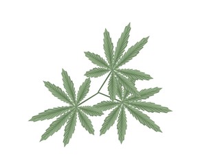 Cannabis or Marijuana Leaves on White Background