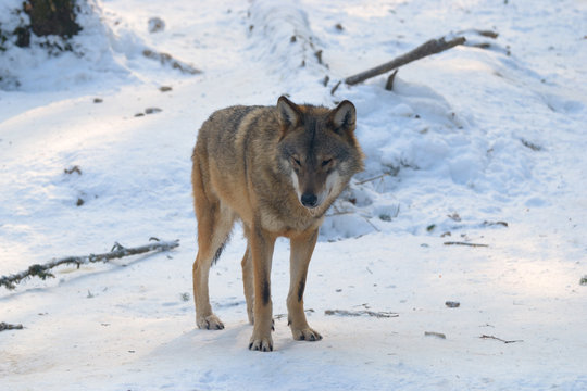 She Wolf On The Snow