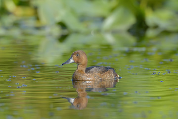 Ferruginous Duck (Aythya nyroca) on lake