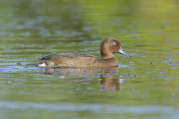 Ferruginous Duck (Aythya nyroca) on lake