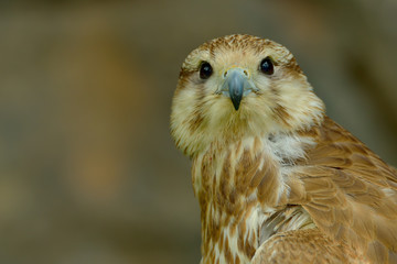 Saker falcon portrait (Falco cherrug)