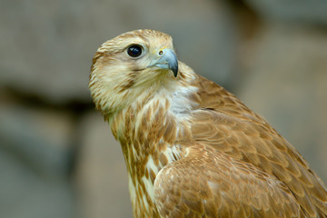 Saker falcon portrait (Falco cherrug)